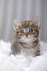 British Shorthair Kitten