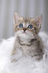 British Shorthair Kitten