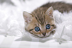 British Shorthair Kitten