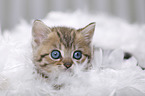 British Shorthair Kitten