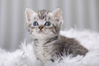 British Shorthair Kitten