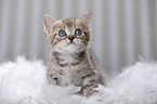 British Shorthair Kitten
