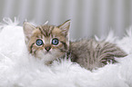 British Shorthair Kitten