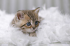 British Shorthair Kitten