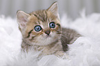 British Shorthair Kitten