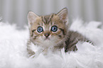 British Shorthair Kitten