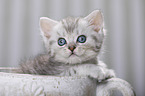British Shorthair Kitten