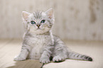 British Shorthair Kitten