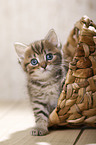 British Shorthair Kitten