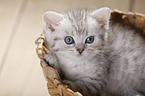British Shorthair Kitten