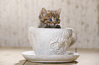 British Shorthair Kitten