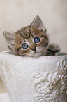 British Shorthair Kitten