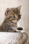 British Shorthair Kitten