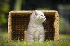 British Shorthair Kitten