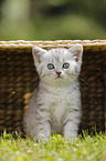 British Shorthair Kitten
