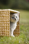 British Shorthair Kitten