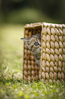 British Shorthair Kitten