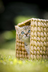 British Shorthair Kitten