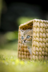 British Shorthair Kitten