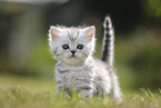 British Shorthair Kitten