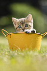 British Shorthair Kitten