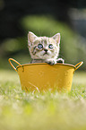 British Shorthair Kitten
