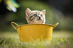 British Shorthair Kitten