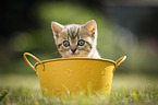 British Shorthair Kitten