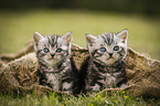 British Shorthair Kitten