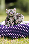 British Shorthair Kitten