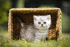 British Shorthair Kitten