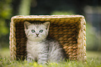 British Shorthair Kitten