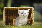 British Shorthair Kitten