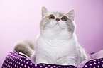 British Shorthair Portrait