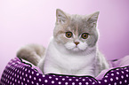 British Shorthair Portrait