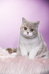 sitting British Shorthair