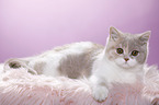lying British Shorthair