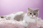 lying British Shorthair
