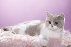 lying British Shorthair
