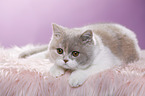 lying British Shorthair