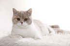 lying British Shorthair