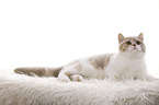 lying British Shorthair