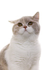 British Shorthair Portrait