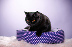 lying British Shorthair