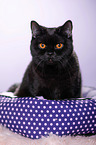 sitting British Shorthair
