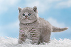 British Shorthair Kitten