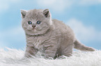 British Shorthair Kitten