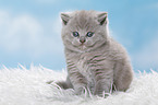 British Shorthair Kitten
