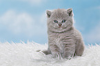 British Shorthair Kitten