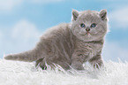 British Shorthair Kitten